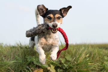 Hund spielt - Jack Russell Terrier 8 Jahre alt -  tricolor 