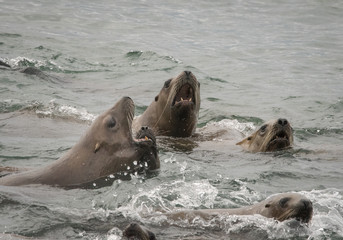 Curious Steller Sea Lions, Marble Islands, Glacier Bay, Alaska