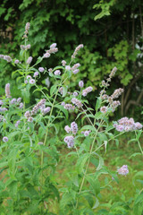 Peppermint perfumed herbaceous plant
