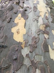 tree bark peeling