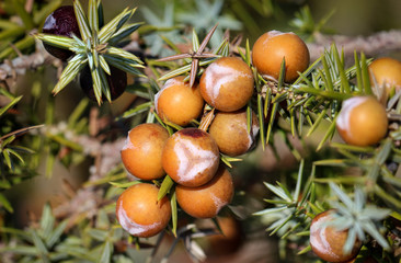 Wacholderbeeren am Strauch