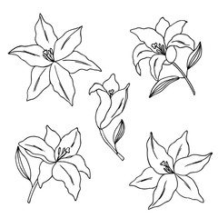 vector contour illustration of lily flowers