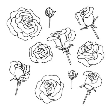 vector contour illustration of rose flowers