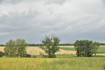 Trois groupes d'arbres isolés en plein champs et prairie ,sous un ciel de pluie près de Fontaine au Périgord Vert