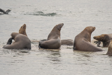 Fototapeta premium Steller Sea Lions Perched on Underwater Rocks