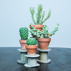 Kakteen und Sukkulenten