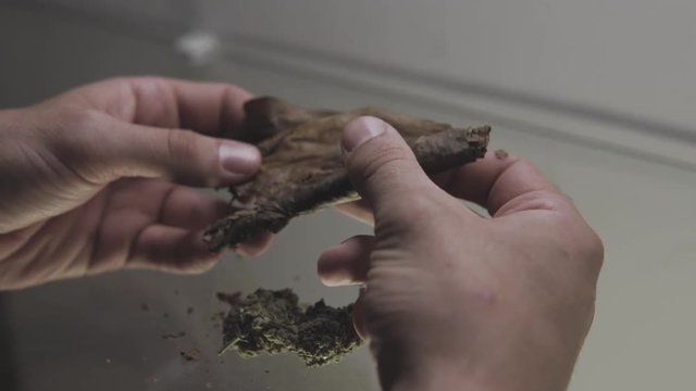 twisting a blunt with marijuana weed a in hand close-up . Men's hands twist blunt for smoking weed