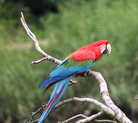 Green winged macaw