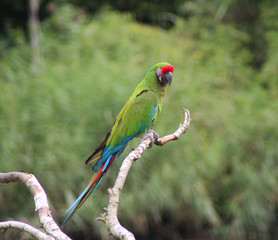 Military macaw