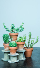 Kakteen und Sukkulenten