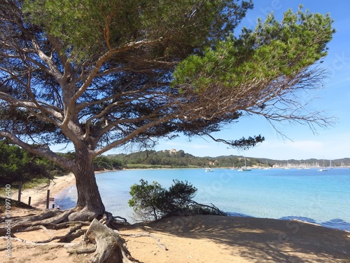 Porquerolles Pin Dalep Et Vue Sur La Plage De La Courtade