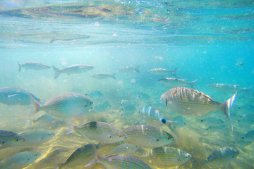 Wild Salema / Sarpa salpa in ocean / Canary Islands