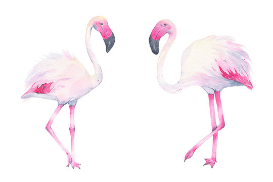 Watercolor hand painted tropical pink flamingo isolated on white background © madiwaso