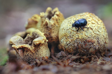 Scleroderma citrinum, commonly known as the common earthball, pigskin poison puffball or common earth ball