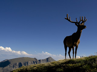 Young bull elk in Rock Mountain National Park, Colorado.