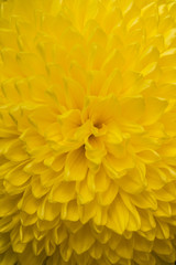 Close up of yellow aster flower : aster with yellow petals and yellow heart for background or texture