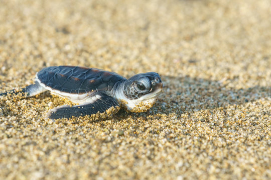 Indonesien, Java Timur, Kabupaten Banyuwangi, Meru Betiri Nationalpark, Schildkr&ouml;te im Sand am Strand