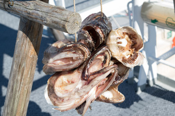 fryed heads of fish