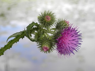 Thistle