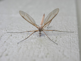 Daddy-long-leg