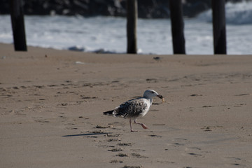 Seagull Grabs a Bite to Eat
