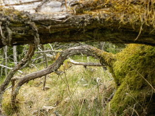 Fallen tree