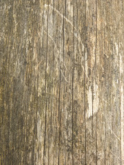 Fototapeta premium Wood