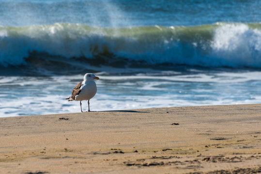 Seagull on the Beach
