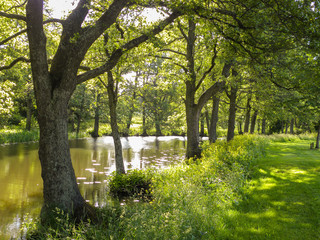 Trees by the river