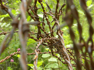 Old barbed wire