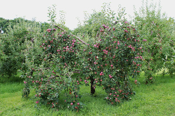 Fototapeta na wymiar Apple trees