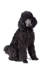 Black poodle