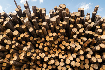 Tree trunks stacked