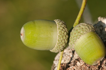 acorn in autumnal wood