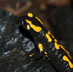 Feuersalamander (Salamandra salamandra terrestris), Portrait, Nahaufnahme, Makro auf einem Stein, Harz, Ostharz, Sachsen-Anhalt, Deutschland, Europa 