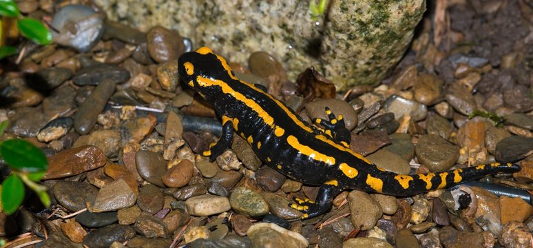 Feuersalamander (Salamandra salamandra terrestris) kriecht über Boden mit Steinen, Harz, Ostharz, Sachsen-Anhalt, Deutschland, Europa 