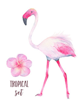 Watercolor hand painted tropical pink flamingo and frangipani flower isolated on white background