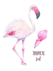 Obraz premium Watercolor hand painted tropical pink flamingo and calla lily flower isolated on white background