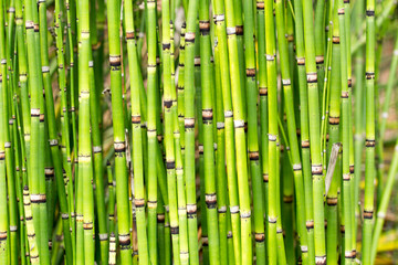 Grüne Bambusstangen
