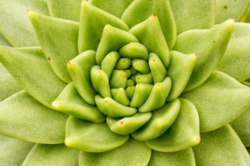 Nahaufnahme der Echeveria Agavoides aus Mexiko