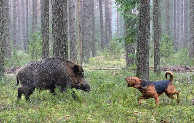 Foto op Plexiglas Jagen met hond op wild zwijn © eAlisa