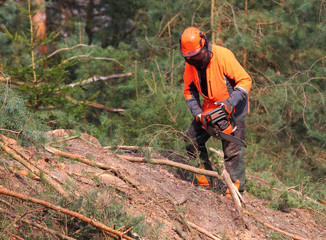 The Lumberjack working in a forest. Harvest of timber. Firewood as a renewable energy source. Agriculture and forestry theme. People at work. 