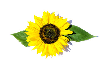 Sonnenblume isoliert freigestellt auf weißen Hintergrund, Freisteller