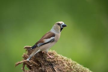 Fototapeta premium Hawfinch, Coccothraustes coccothraustes