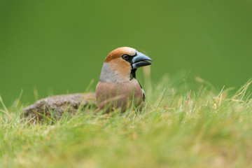 Hawfinch, Coccothraustes coccothraustes