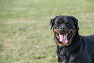 Head shot of Rottweiler . Selective focus on the dog