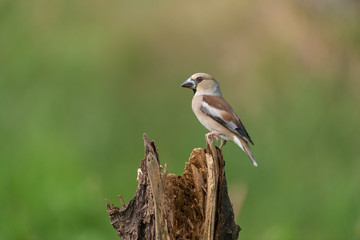 Hawfinch, Coccothraustes coccothraustes