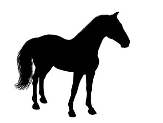 Fototapeta na wymiar Silhouette of a standing horse. There is a variant in a vector.