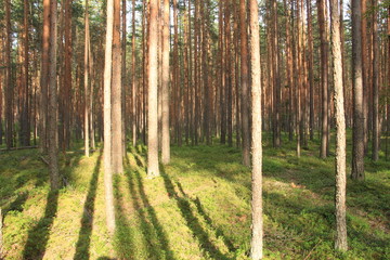 Obraz premium trees in the pine forest, illuminated by the sun's rays
