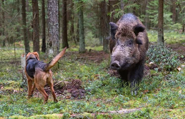Fototapeten Jagd auf Wildschweine © eAlisa